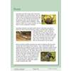 A reading passage about how different animals build nests, accompanied by three photographs of birds, crocodiles and gorillas