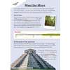 A text explains the early days and peak of the Maya, supported by a timeline and photos of a jungle and pyramid