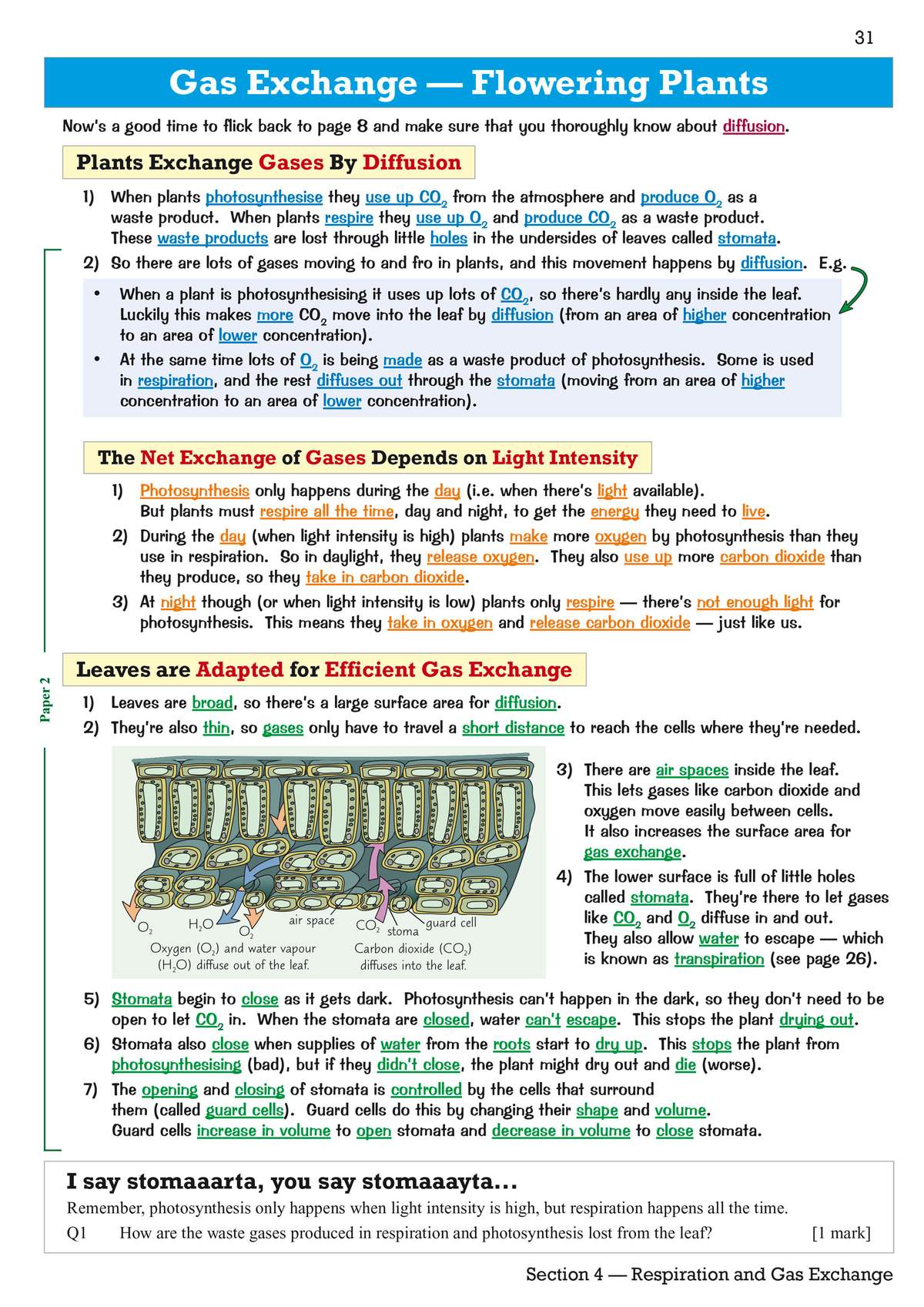 A detailed explanation of how flowering plants exchange gases, supported by a labelled diagram of a leaf