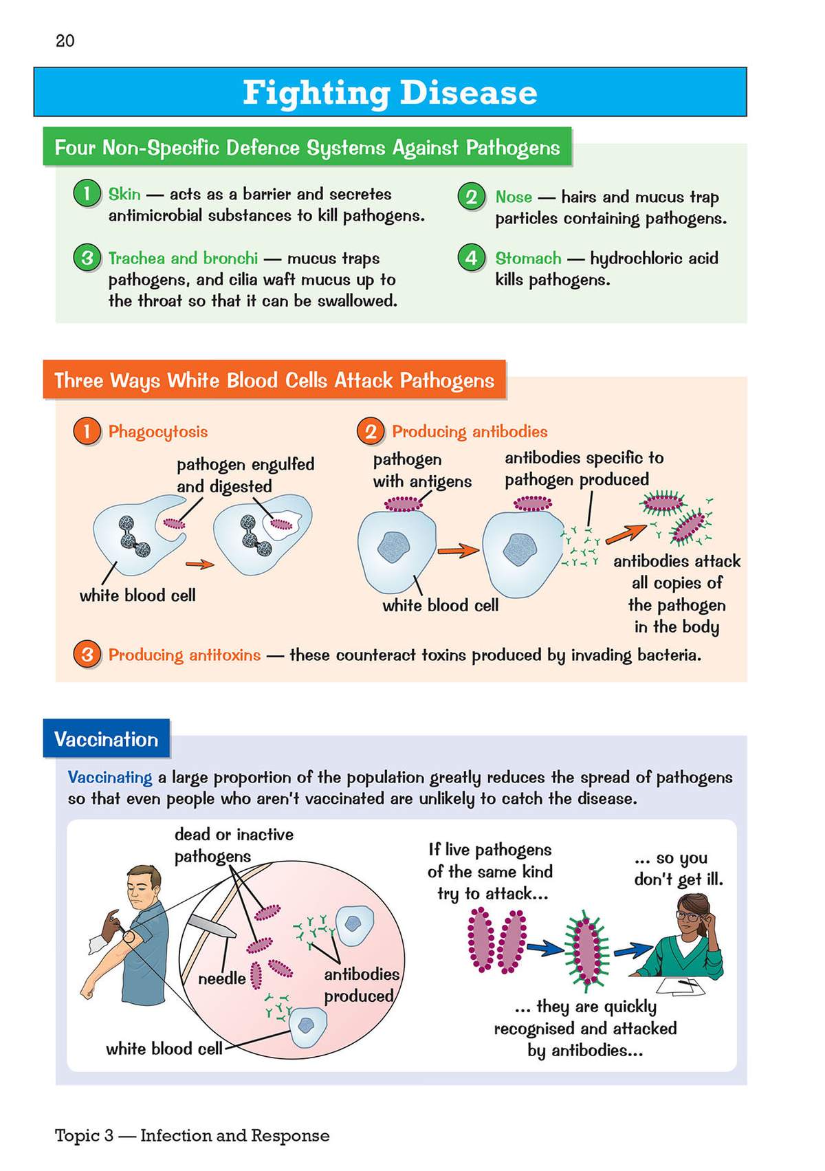 A revision page explaining how the body fights disease, with diagrams of phagocytosis, antibody production and vaccination