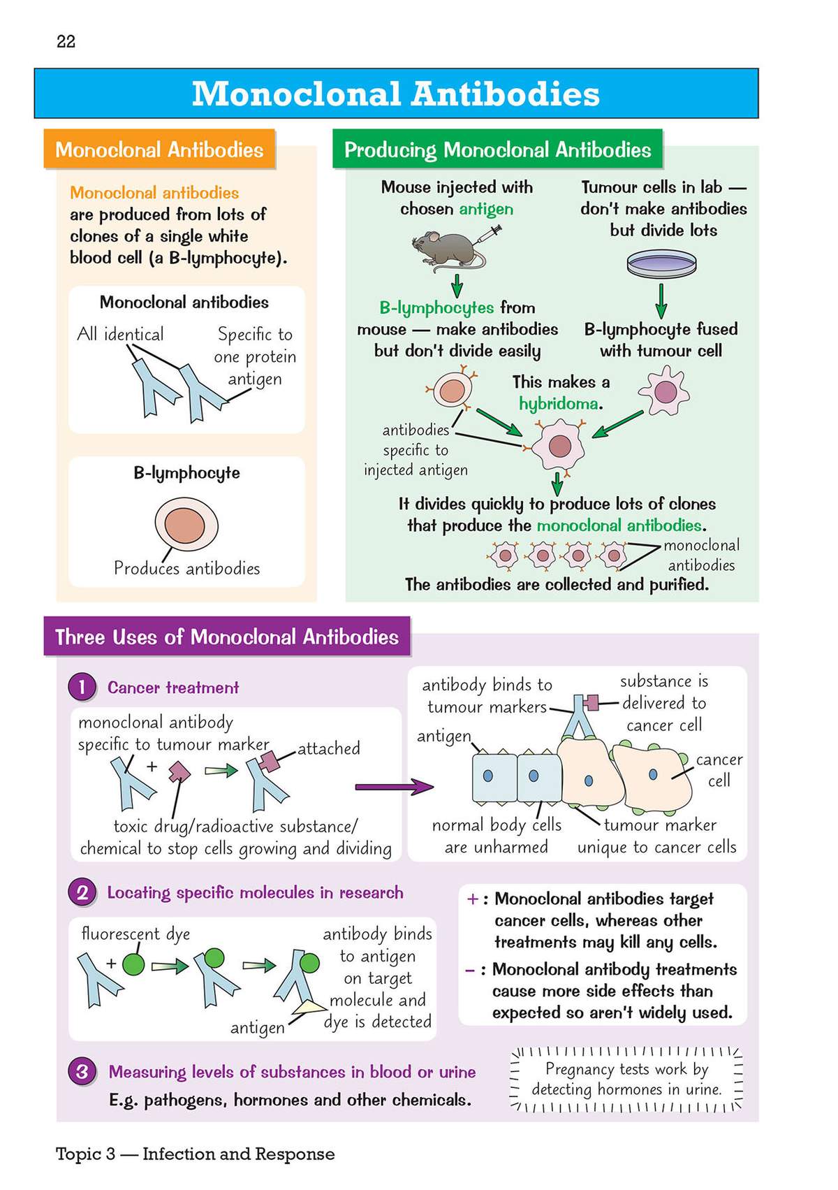 A detailed explanation of how monoclonal antibodies are made and their uses in cancer treatment, research and pregnancy tests
