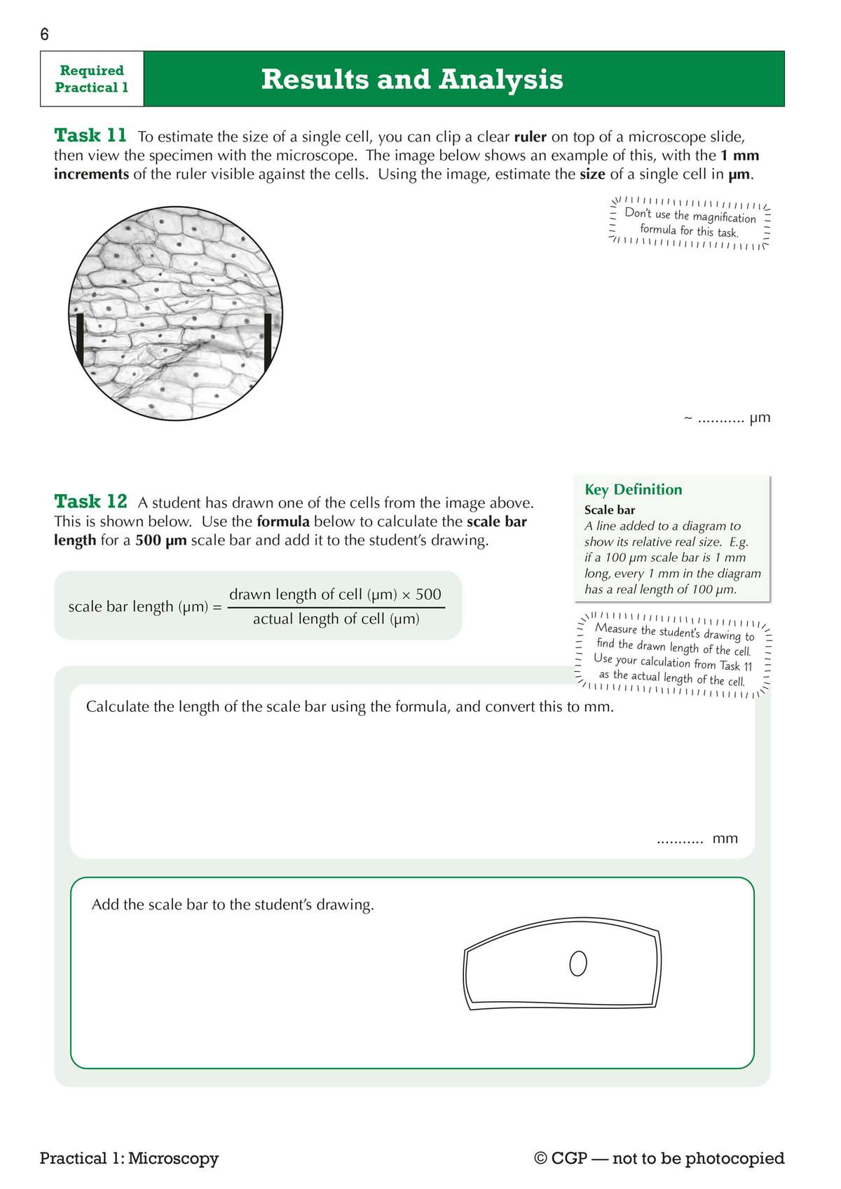 Students estimate cell size from a microscope image, then calculate and draw a scale bar using a provided formula