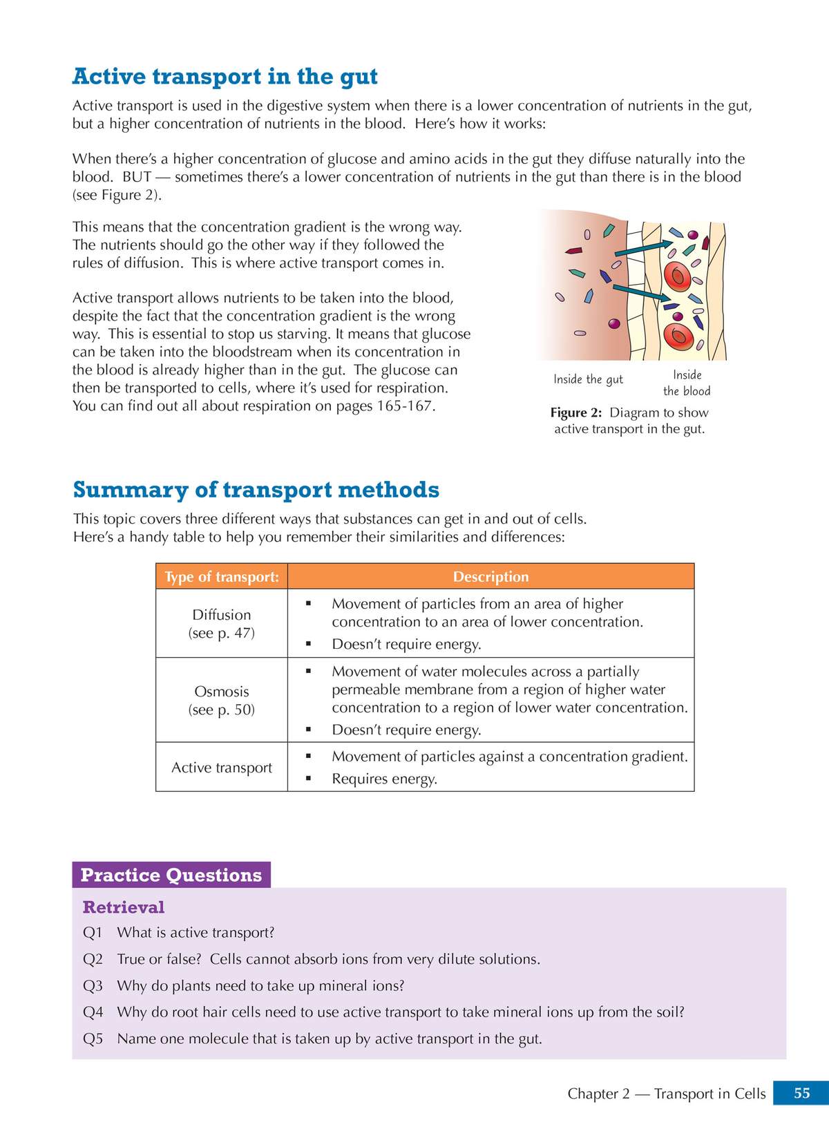A clear explanation of active transport in the gut, a diagram of the process, and five short questions to check understanding