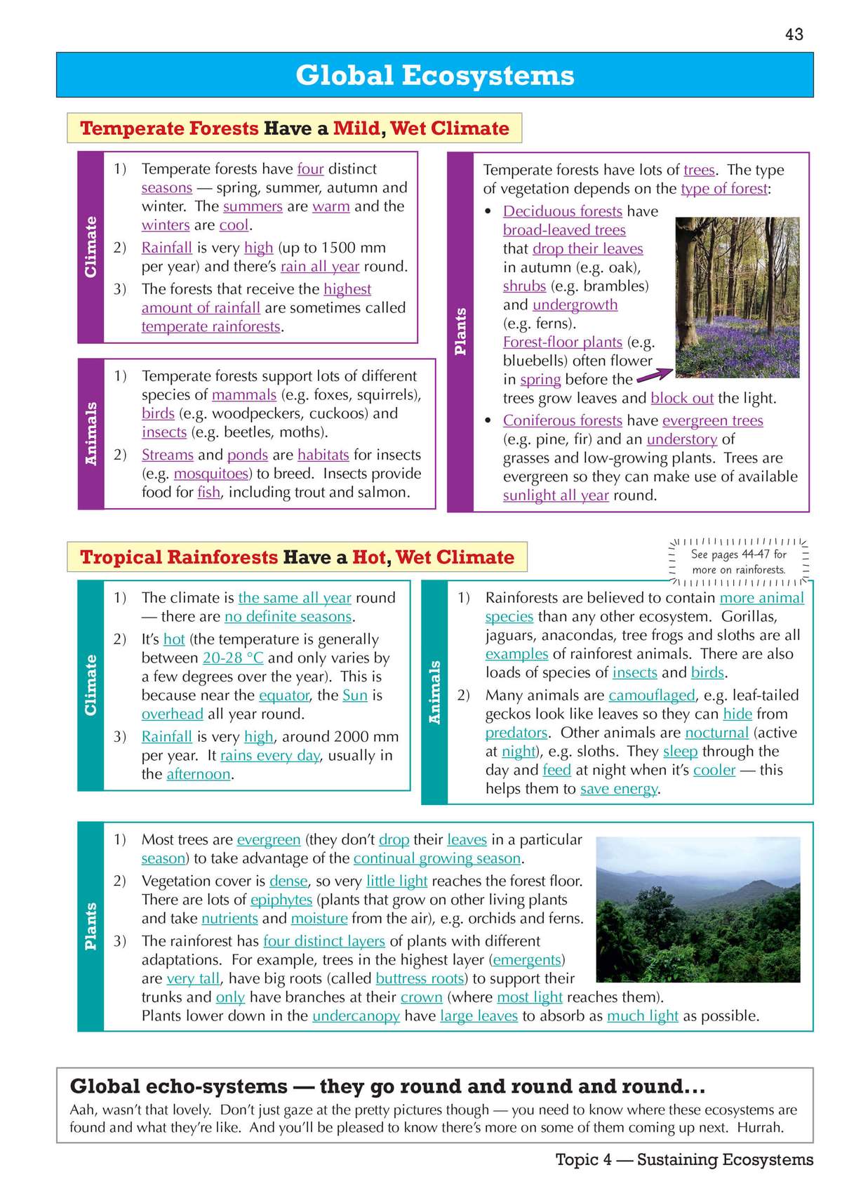 A revision page explaining the climate, animals and plants of temperate and tropical rainforests