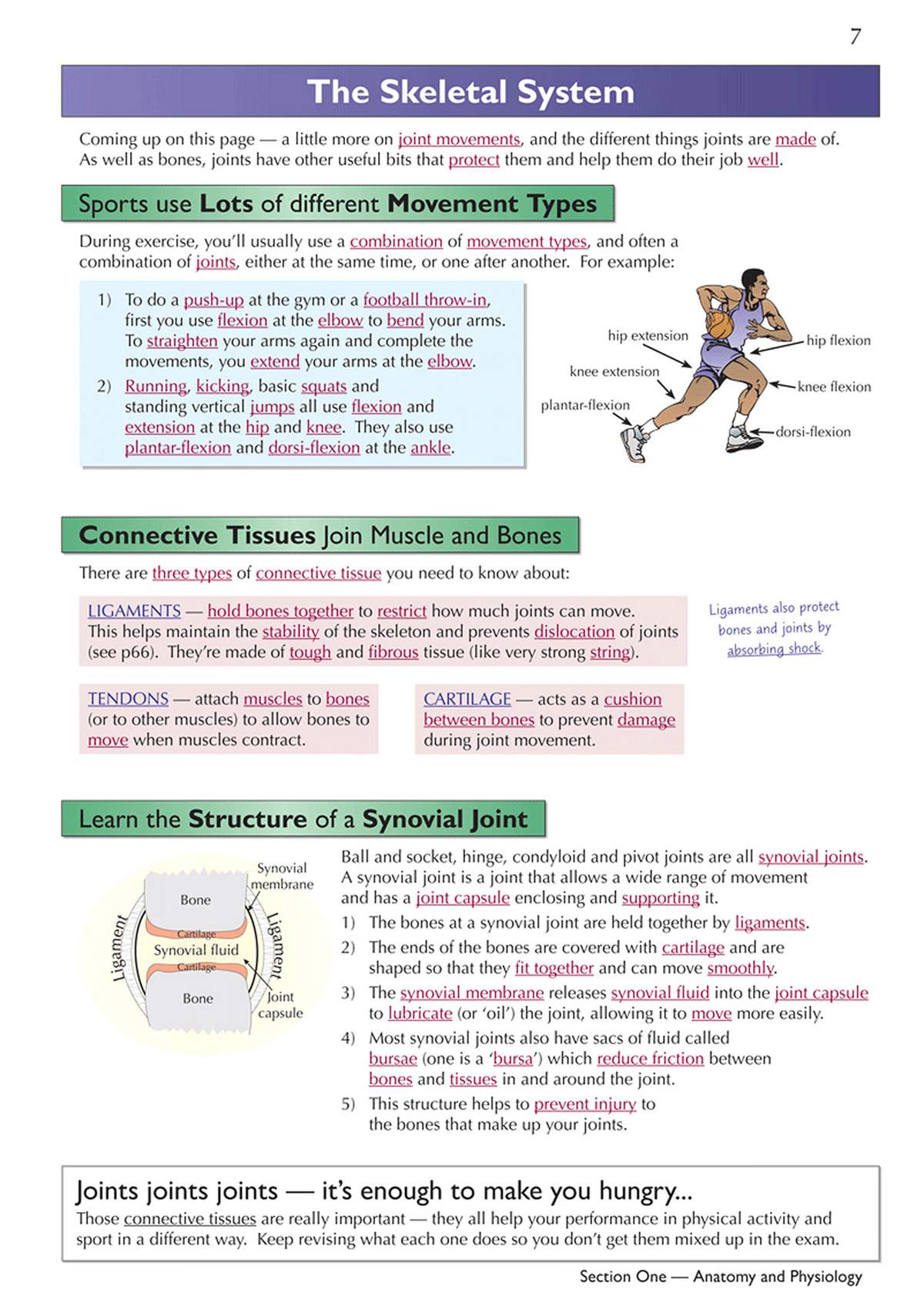 Clear notes on the skeletal system, with diagrams of joints and a runner to illustrate movement types