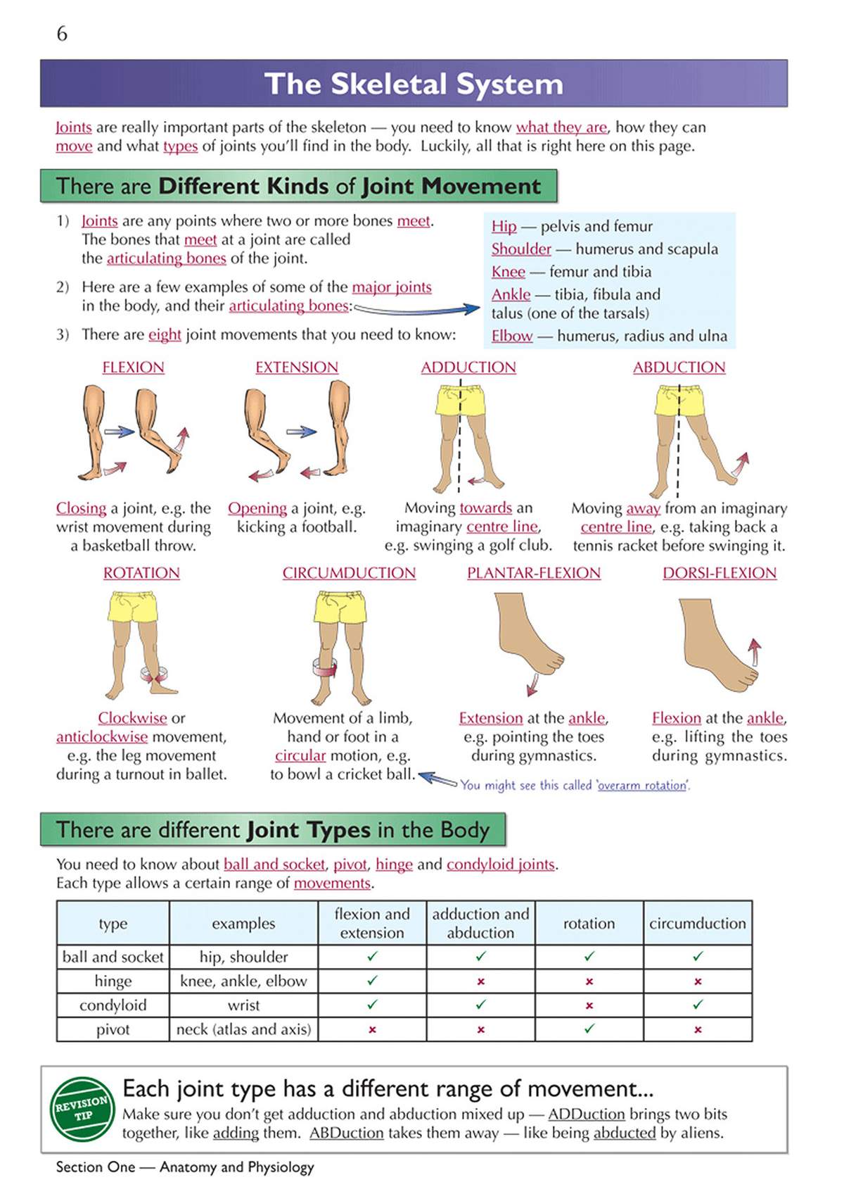 A revision page explaining the eight types of joint movement with diagrams and a table of joint types