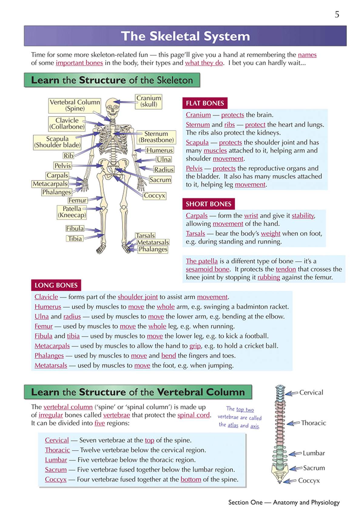 A labelled diagram of the human skeleton and a diagram of the spine, with text explaining the names