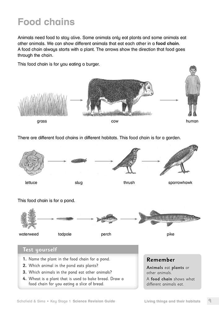 A page explains food chains with three examples, then asks children to name plants, animals and draw their own chain
