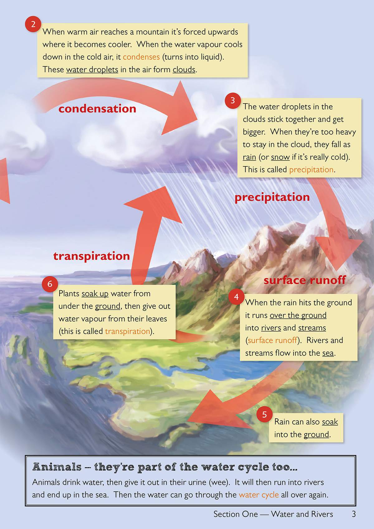 A full-colour diagram explains the water cycle stages, from condensation to surface runoff