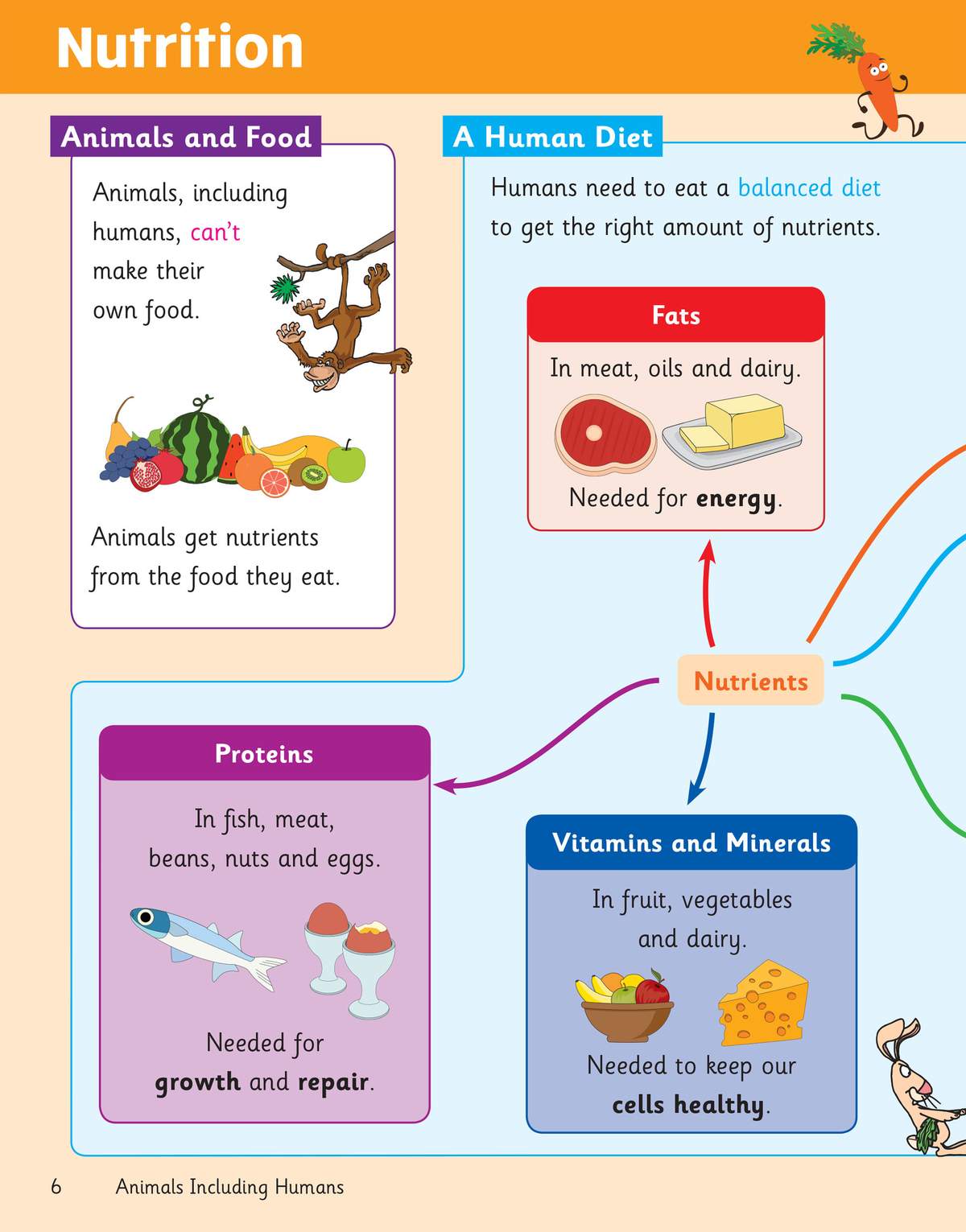 A colourful revision page explaining how animals and humans get nutrients from food, with diagrams of fats