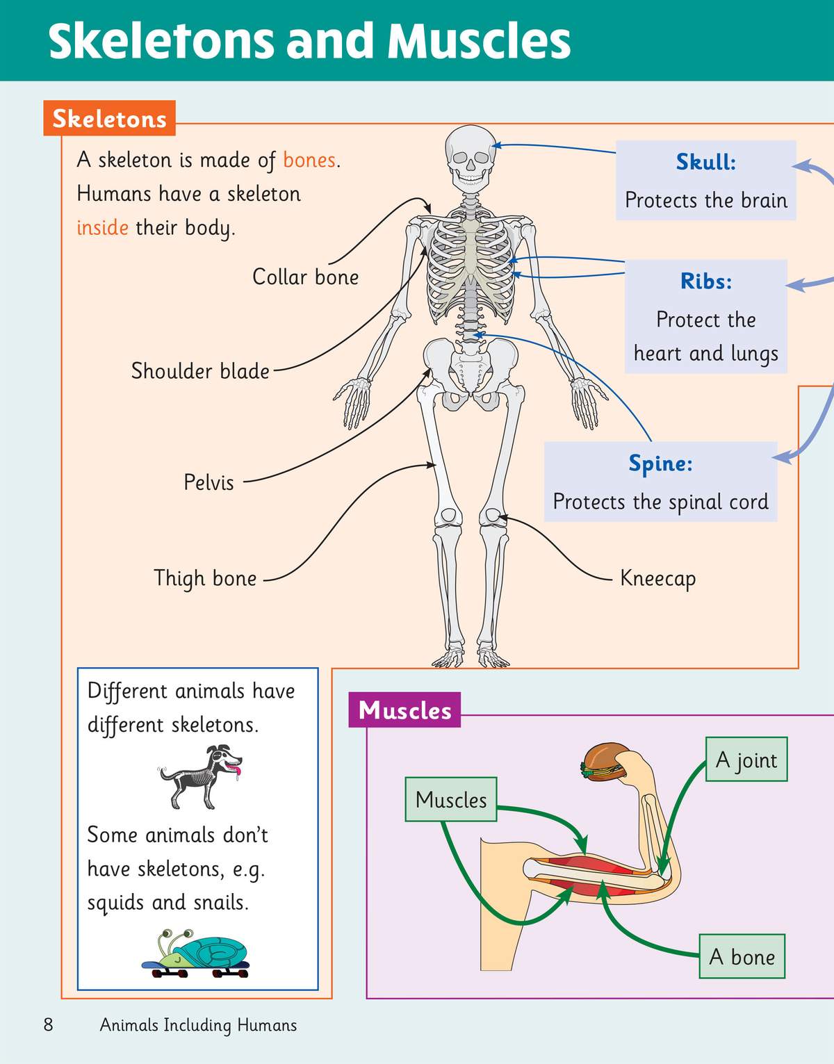 A labelled diagram of a human skeleton and a separate section on muscles, with text explaining their functions