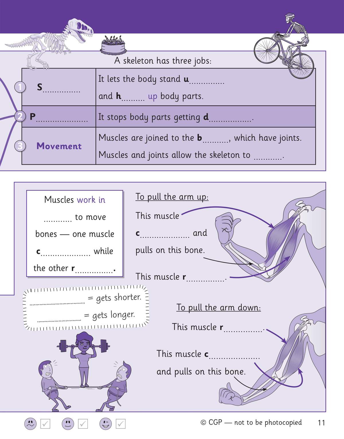 Children fill in missing words to explain a skeleton's jobs and how muscles pull bones to move the arm