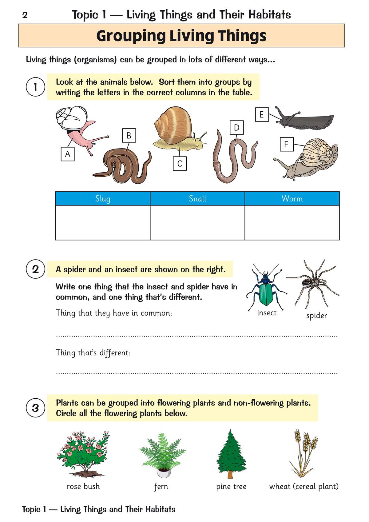 Children sort animals into columns, compare an insect and spider, and circle flowering plants to learn classification