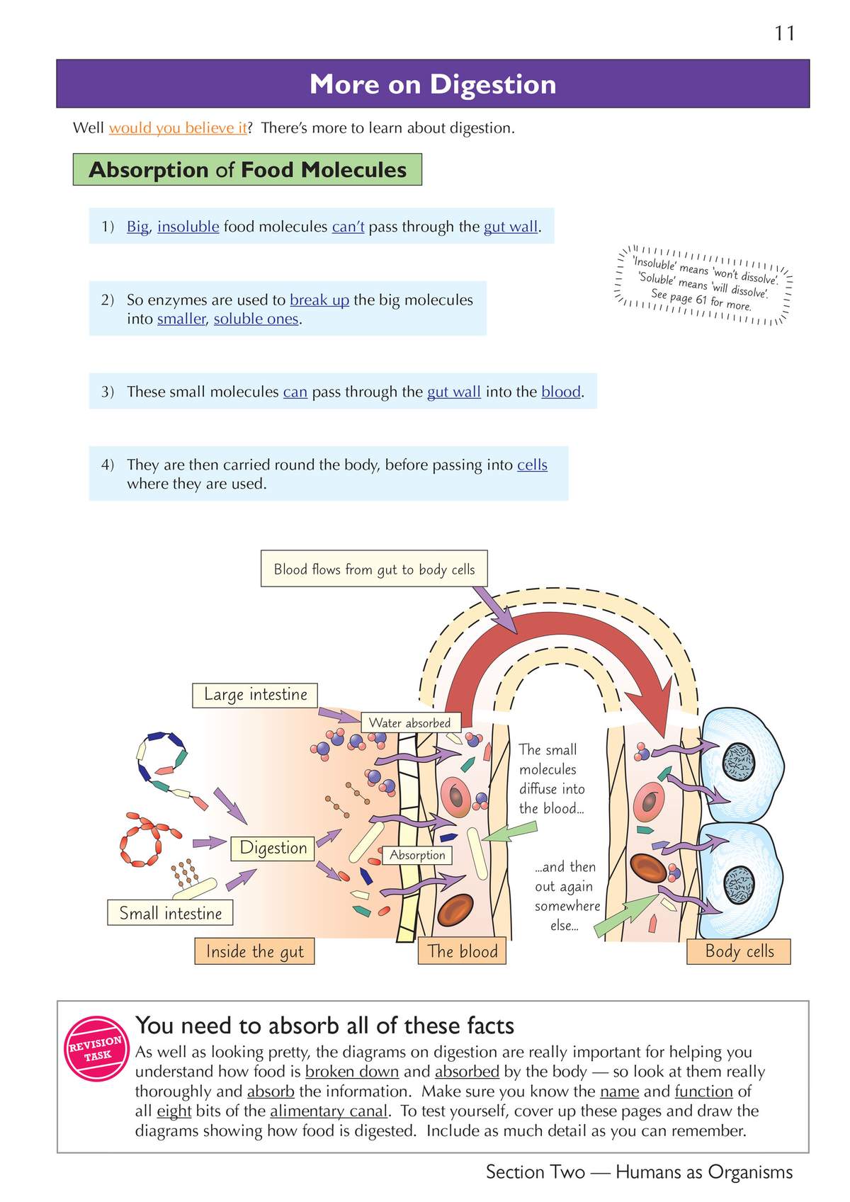A diagram explains how food molecules are absorbed into the blood, with a task to draw the process from memory
