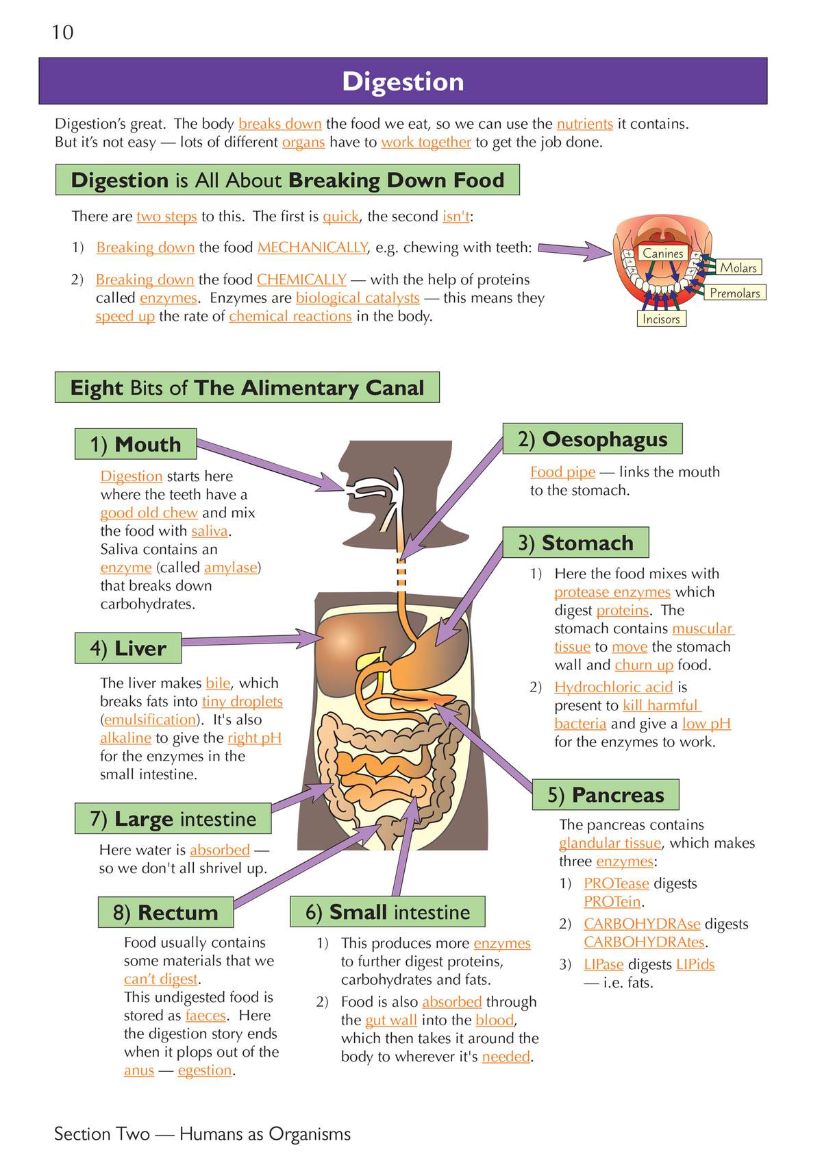 Clear notes on digestion with a labelled diagram of the alimentary canal and details on enzymes and organ functions