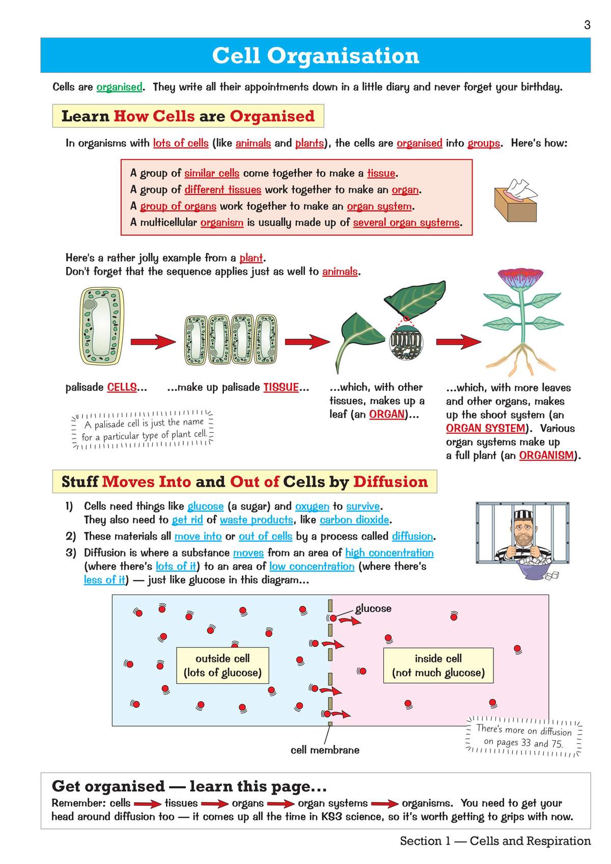 Clear notes on cell organisation and diffusion, supported by diagrams of plant growth and a concentration gradient