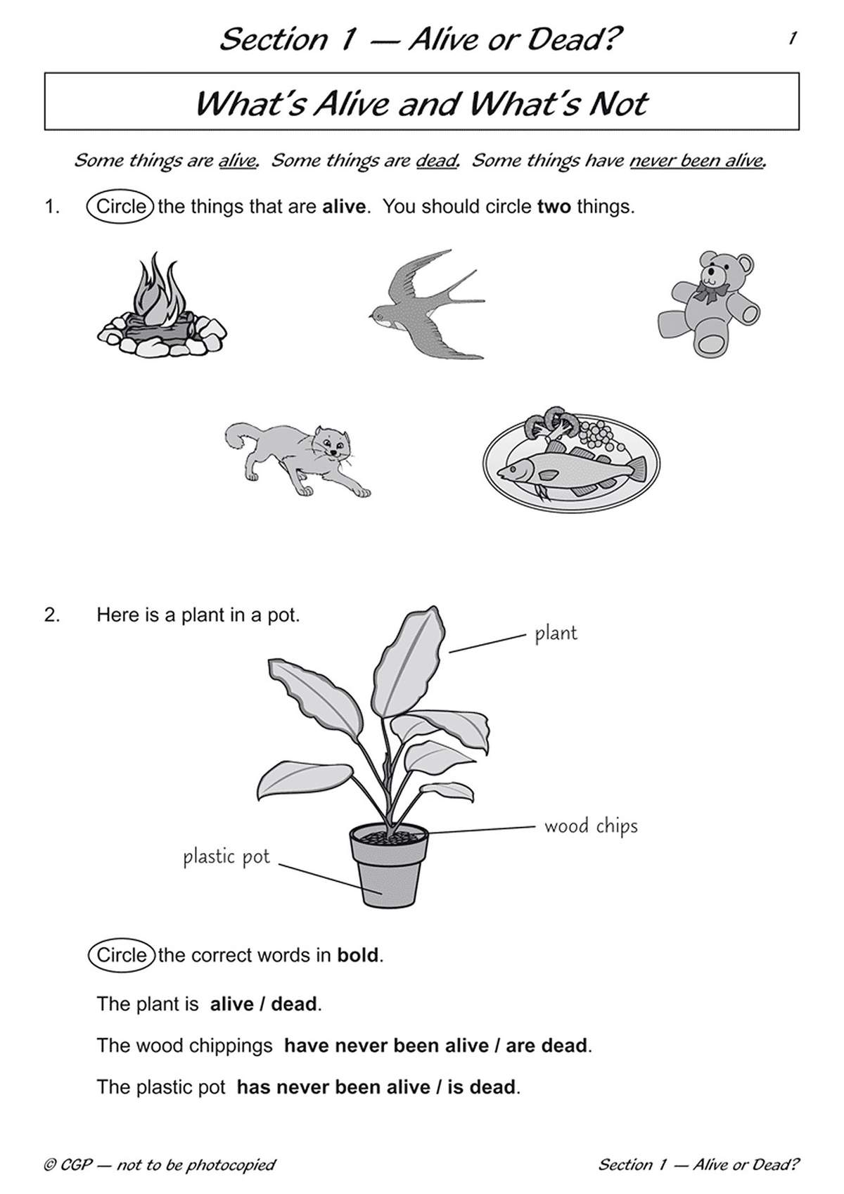 Children circle living things, label parts of a plant, and choose correct words to describe life status