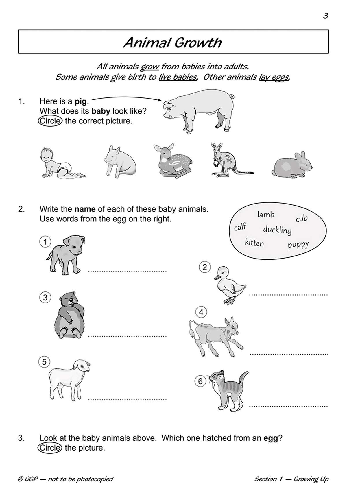 Children circle the correct baby animal, write names from a word bank, and identify which hatched from an egg
