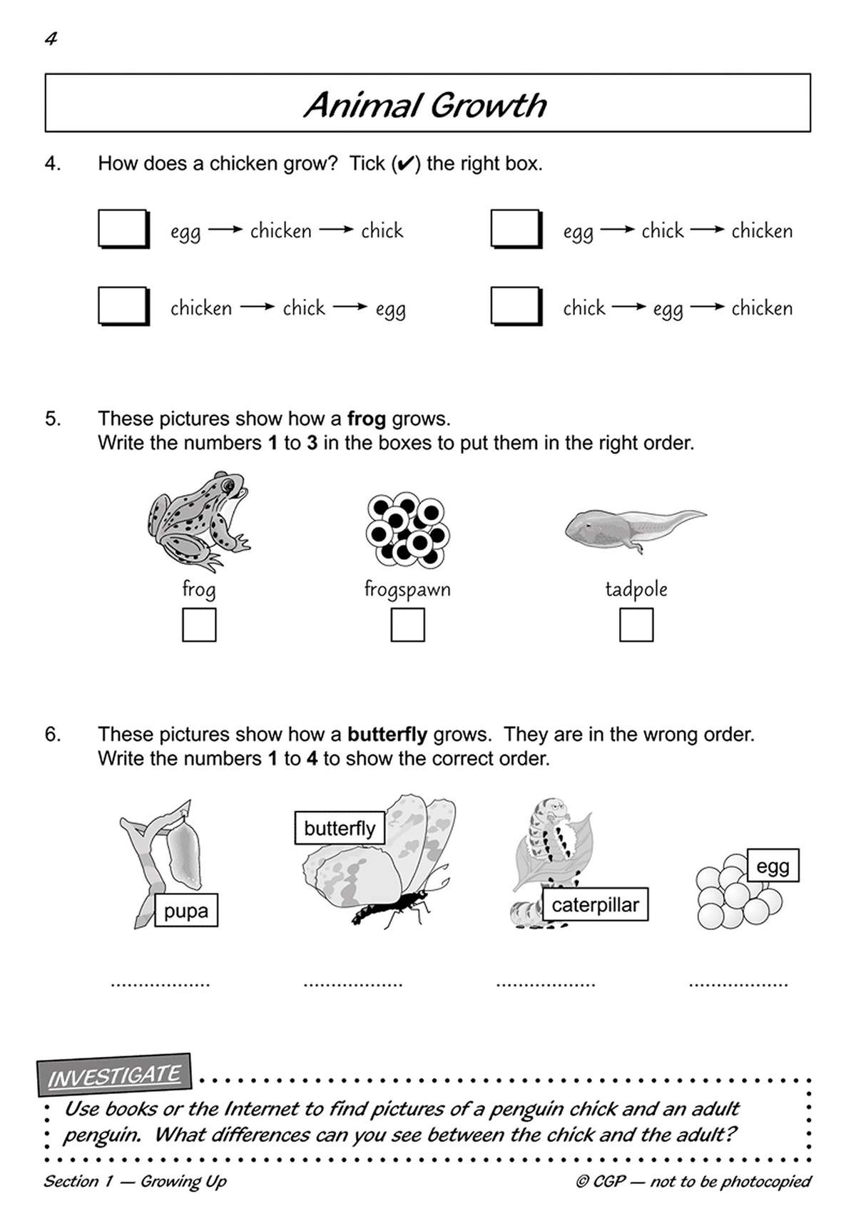 Children tick the correct chicken life cycle, order frog and butterfly stages, and investigate penguin differences