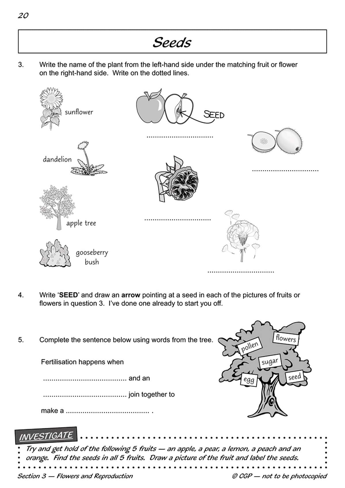 Children match plants to fruits, label seeds, and complete a sentence about fertilisation using a word tree