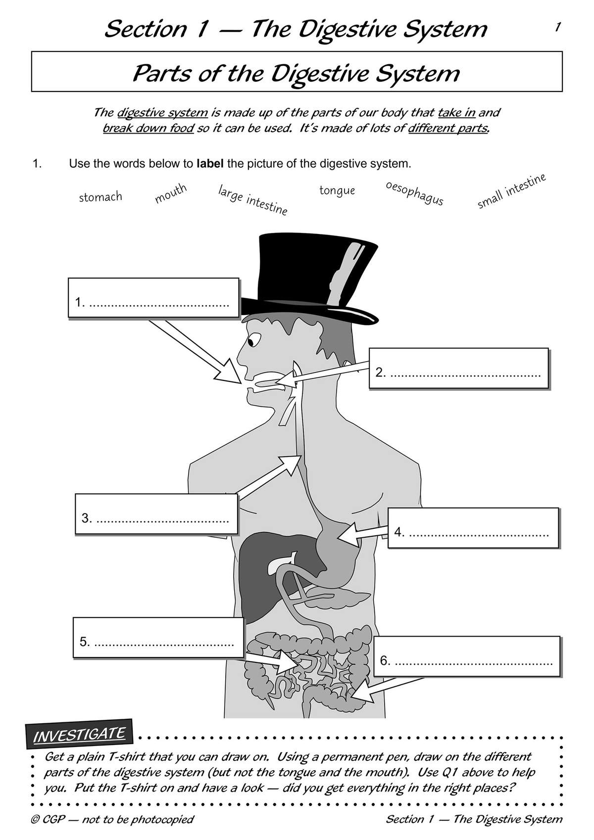 Children label six parts of the digestive system on a diagram and then draw their own version on a T-shirt