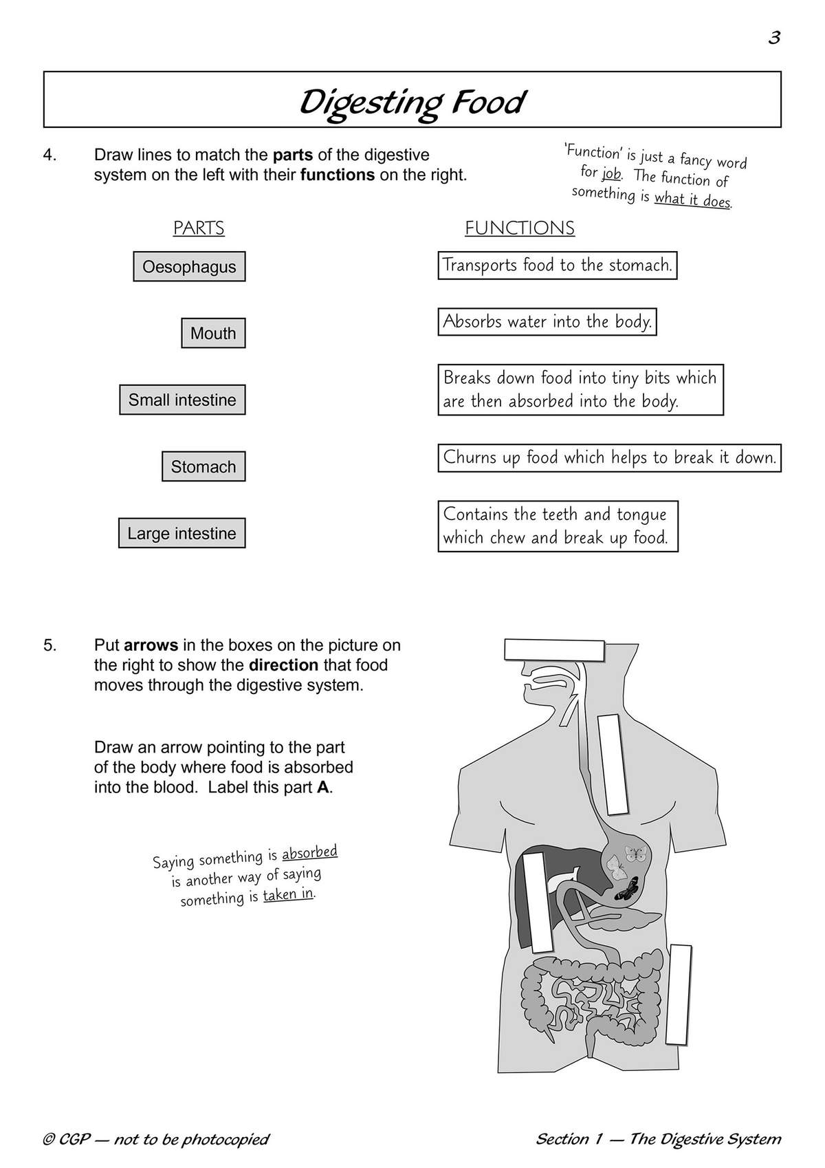 Children match digestive parts to their functions and label a diagram to show how food moves through the body