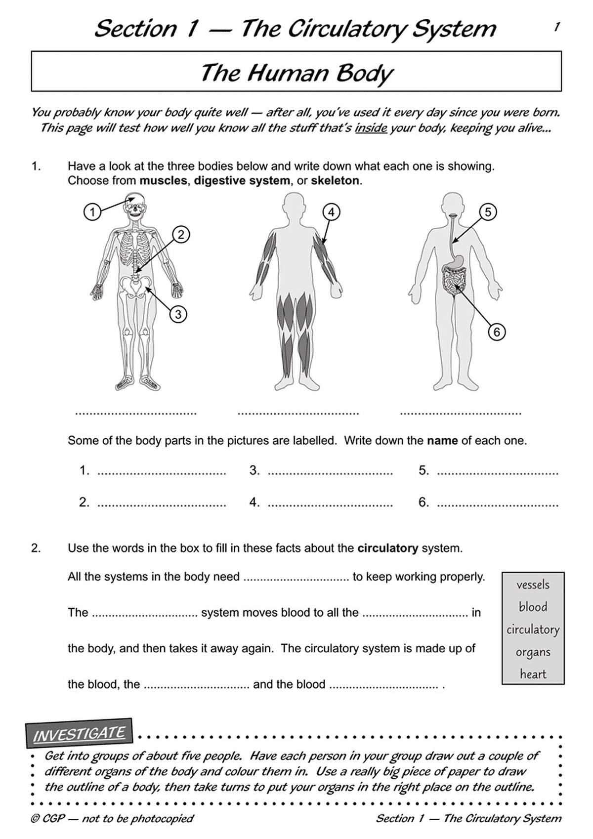 Children identify body systems from diagrams, label numbered parts, and fill in facts about the circulatory system