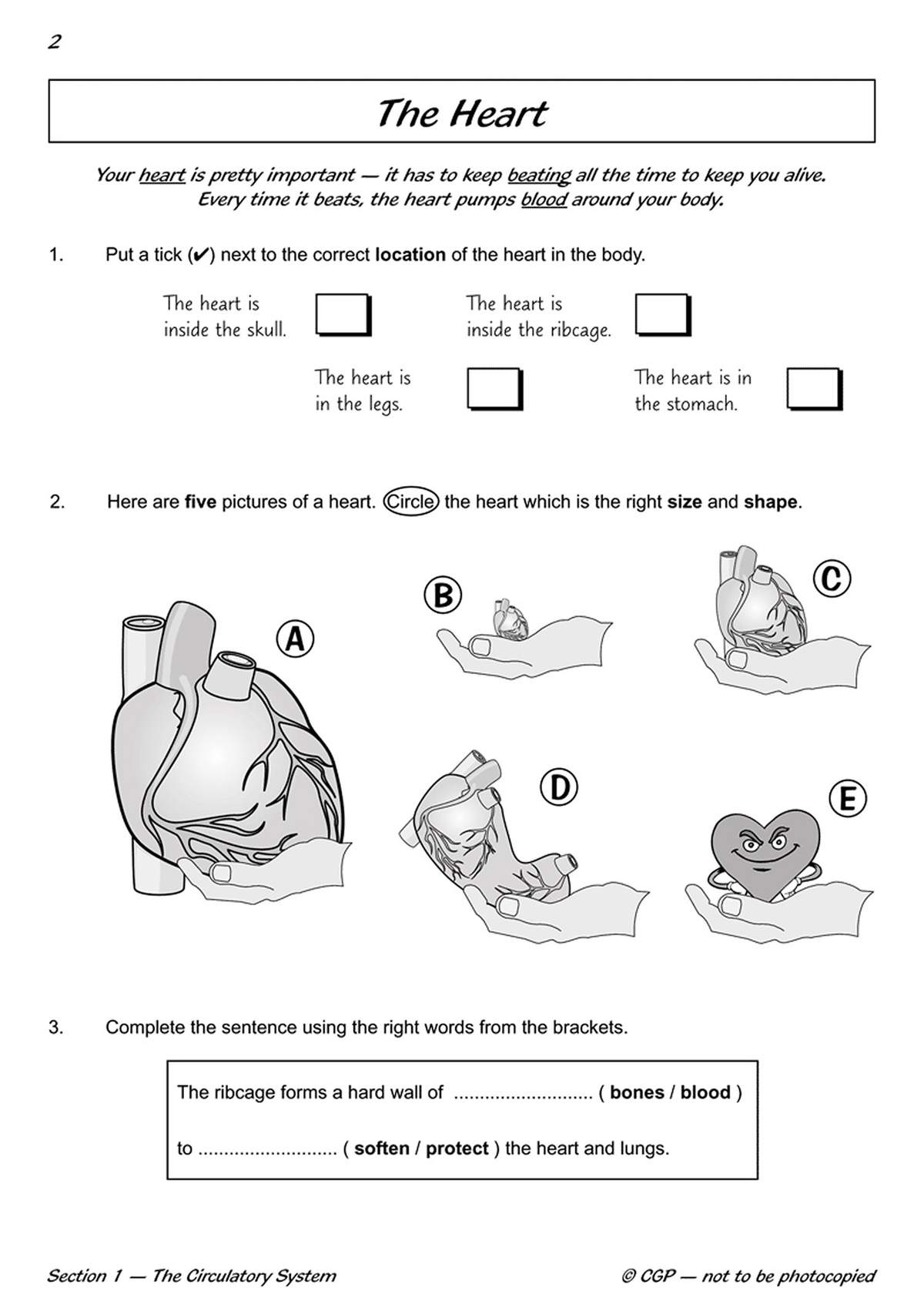 Children tick the correct body location for the heart, circle the right-sized heart diagram
