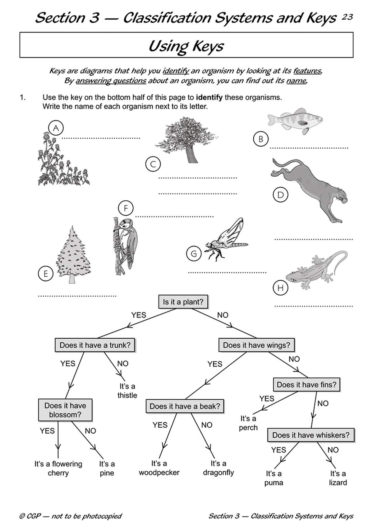 Children use a dichotomous key to identify eight organisms by circling features and writing names