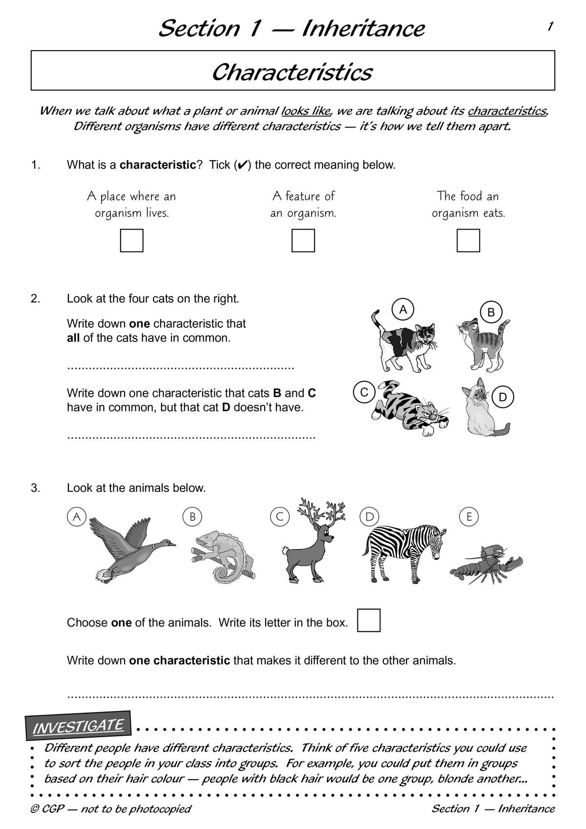 Children tick a definition, write common characteristics of cats, and choose an animal to describe its unique trait