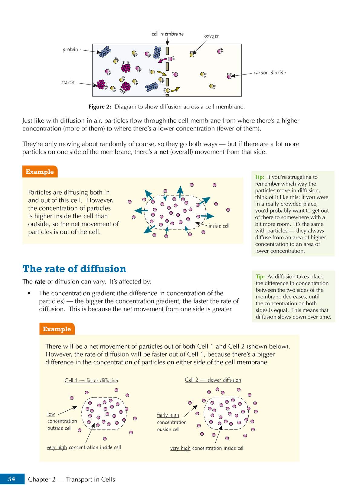 Clear explanations of diffusion rates with diagrams showing particle movement and concentration gradients