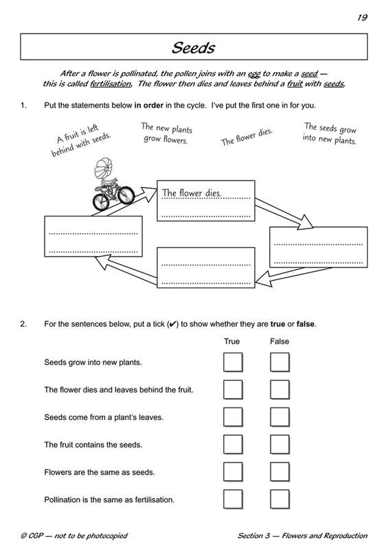 Sample of Year 3 Complete Pack 15 Books Ages 7-8 CGP Scholastic with Answers NEW ()