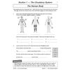 Children identify body systems from diagrams, label numbered parts, and fill in facts about the circulatory system