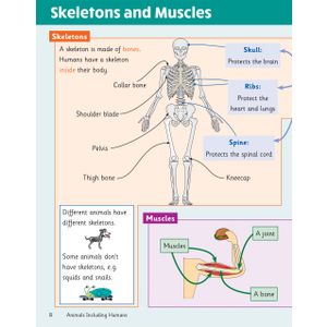 KS2 Science Year 3 Knowledge Organiser Look Inside Image 6
