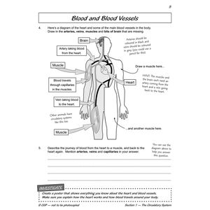 Year 6 Science Workout - Circulation & Keeping Healthy (Ages 10-11) Look Inside Image 6