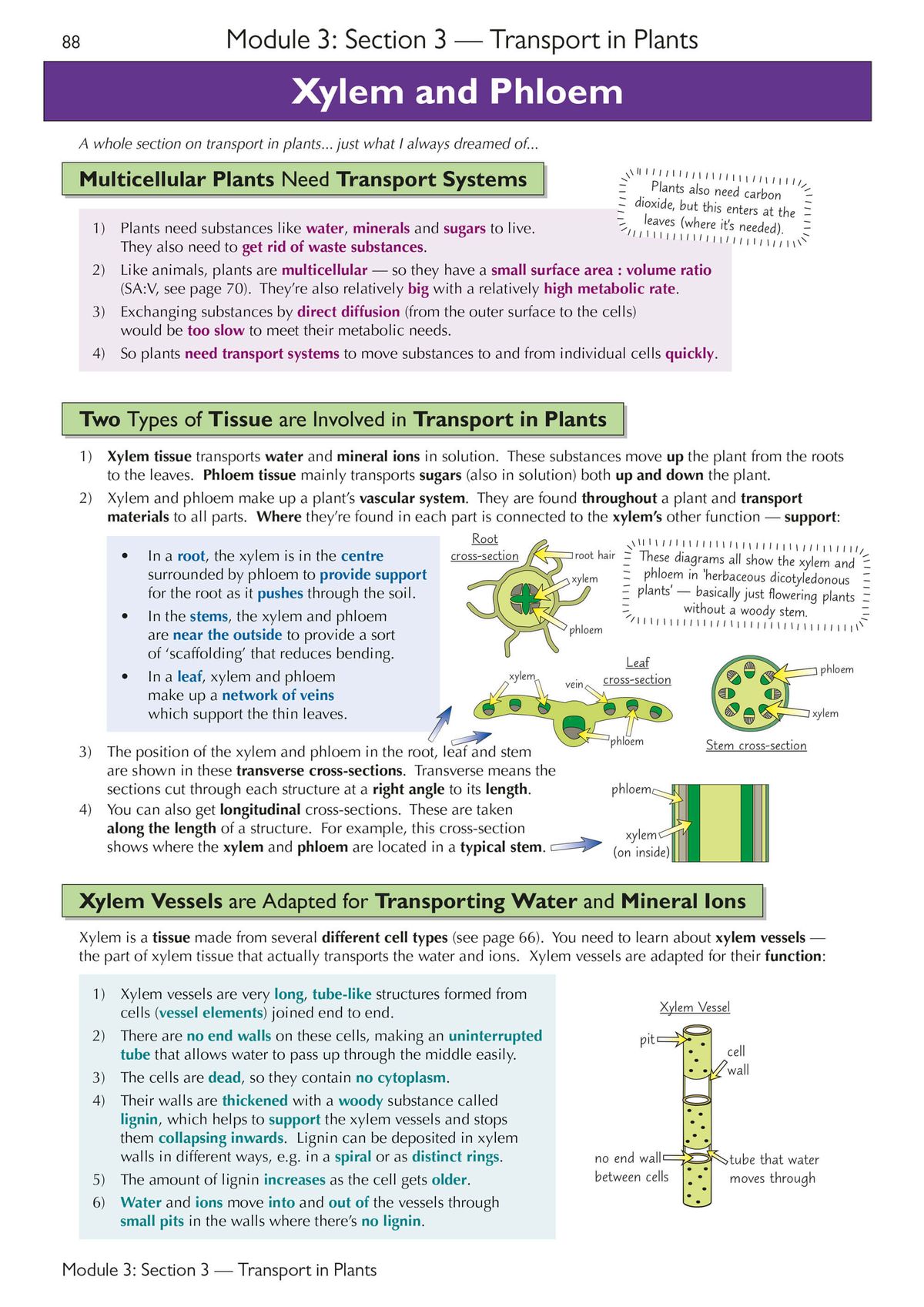 Inside page displaying structured content on xylem and phloem with labelled cross-section diagrams