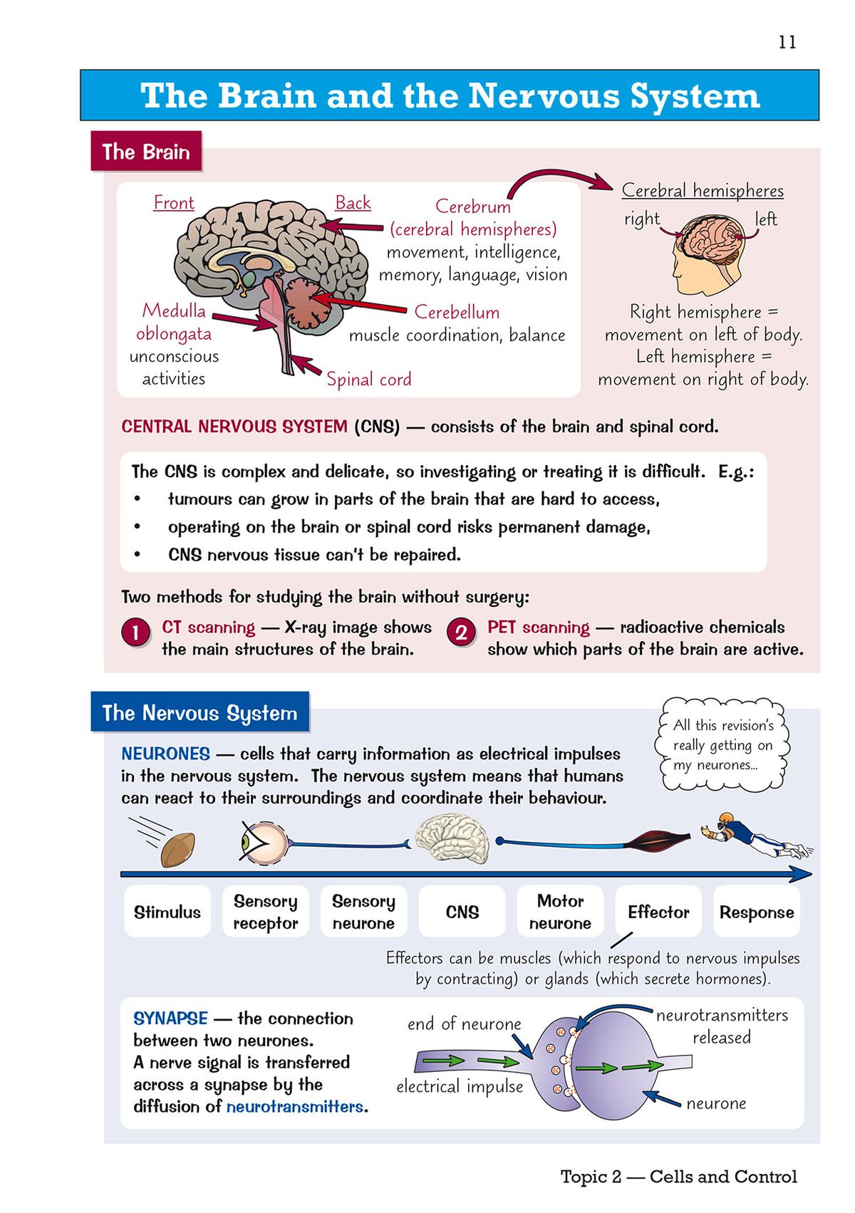 The Brain and the Nervous System spread with labelled brain diagram, neurone pathway and synapse illustration