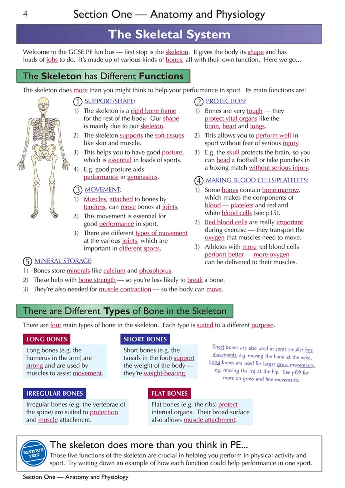 Inside pages showing skeletal system topic with colour-coded diagrams and revision tasks