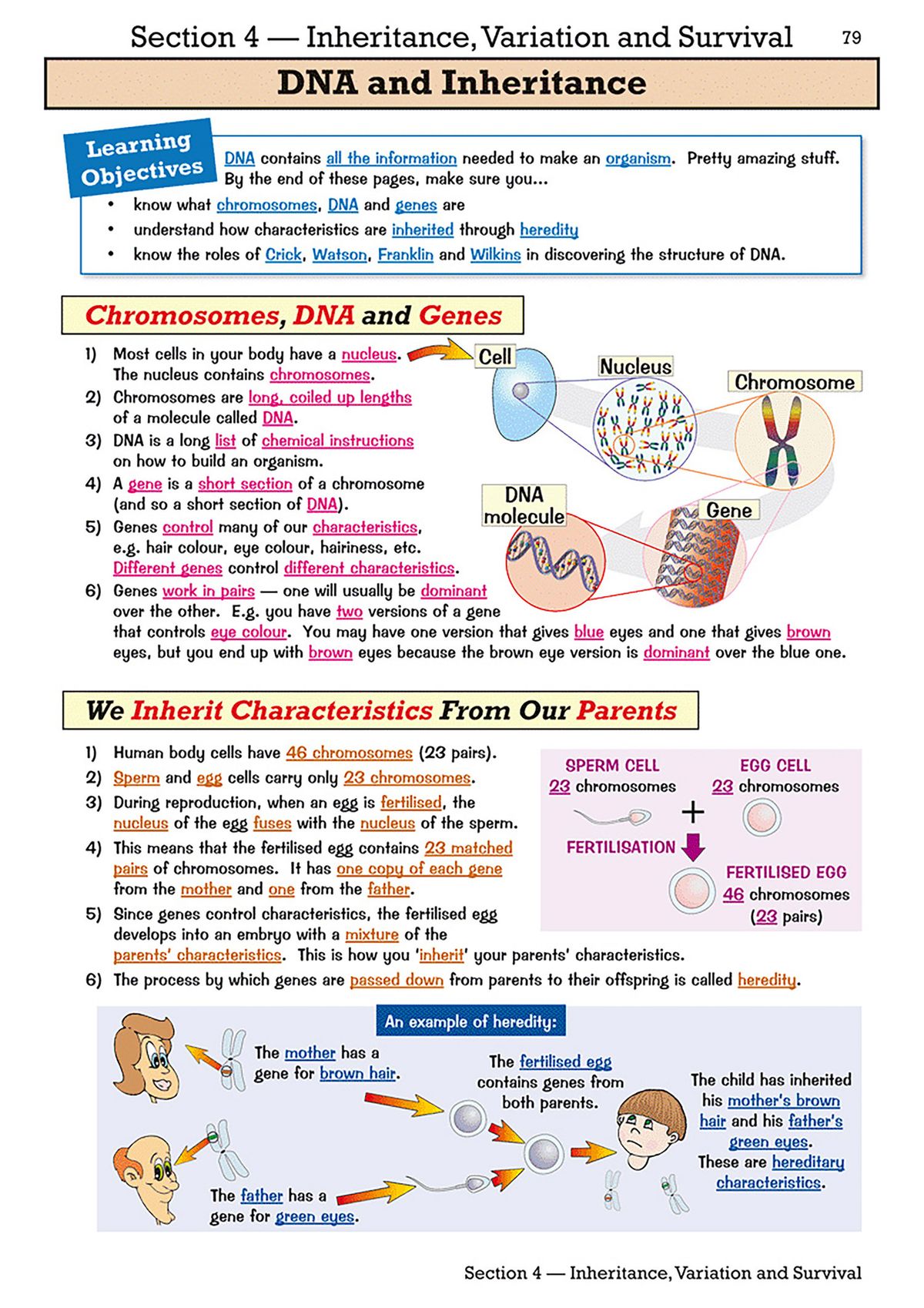 Example question page showing quick-fire questions and practice questions on DNA structure and chromosomes