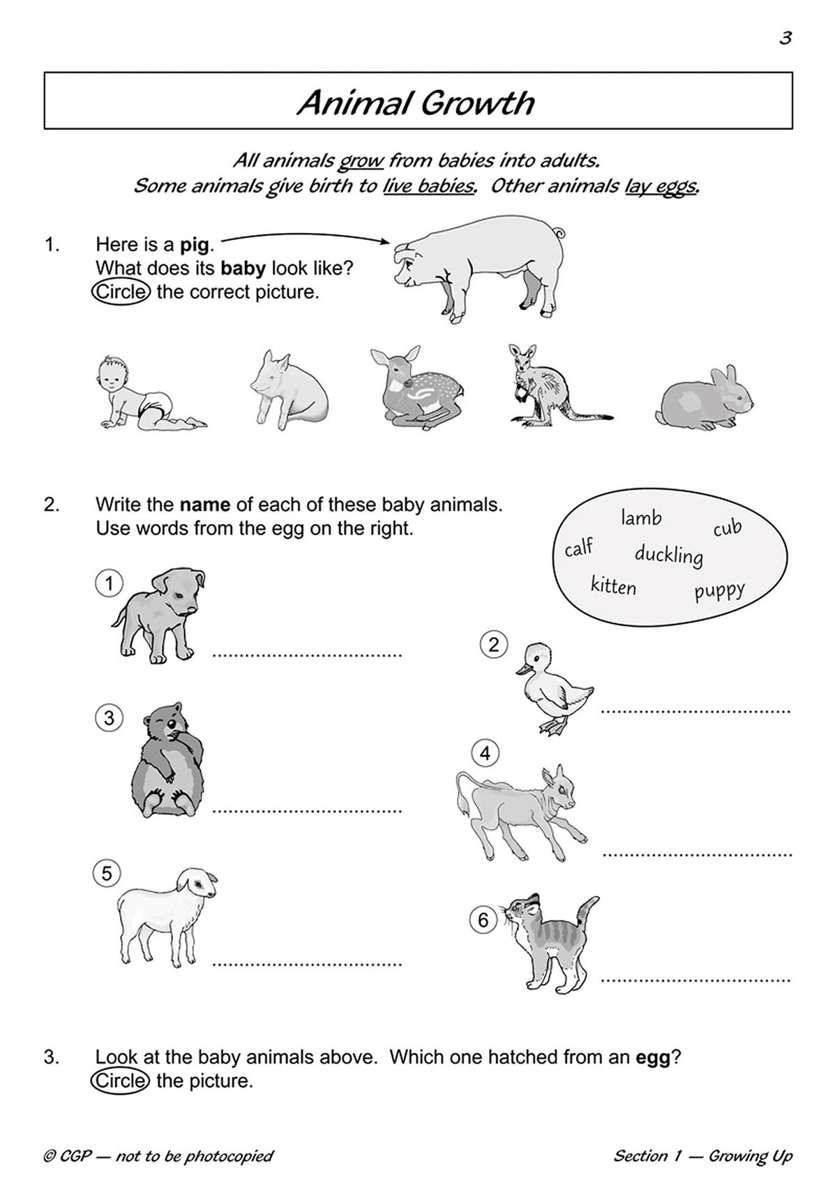 Sample page showing animal growth questions with illustrations of baby animals