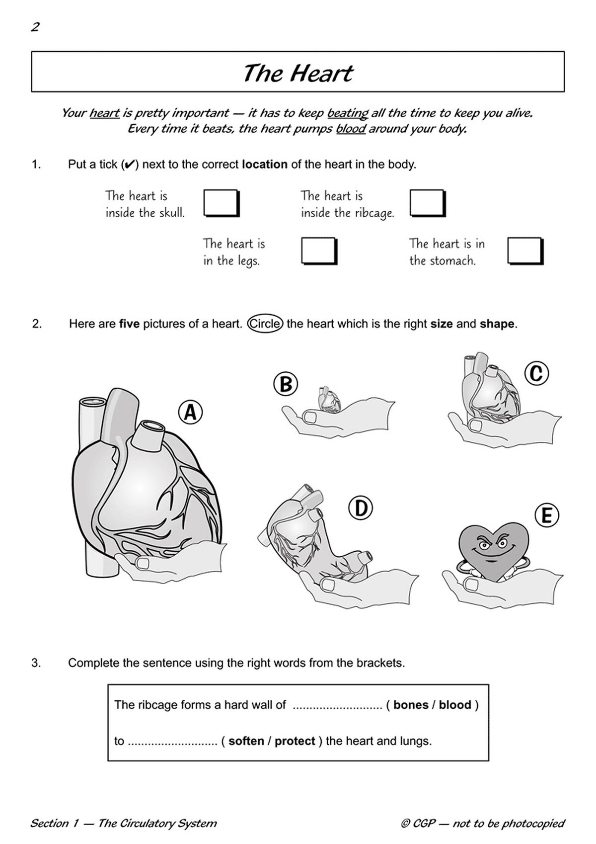Sample pages showing questions about the heart's location, size and structure