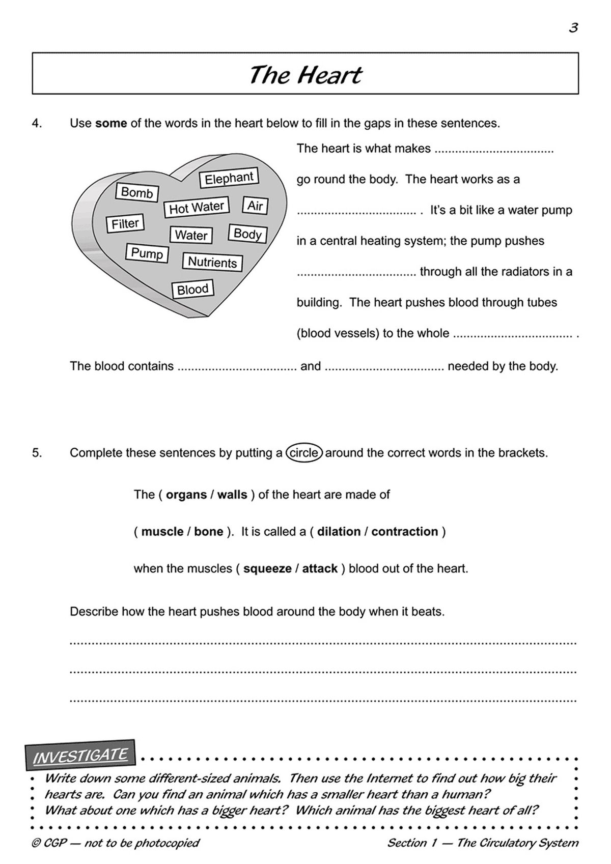 Inside pages showing fill-in-the-blank questions and investigation prompts about the circulatory system