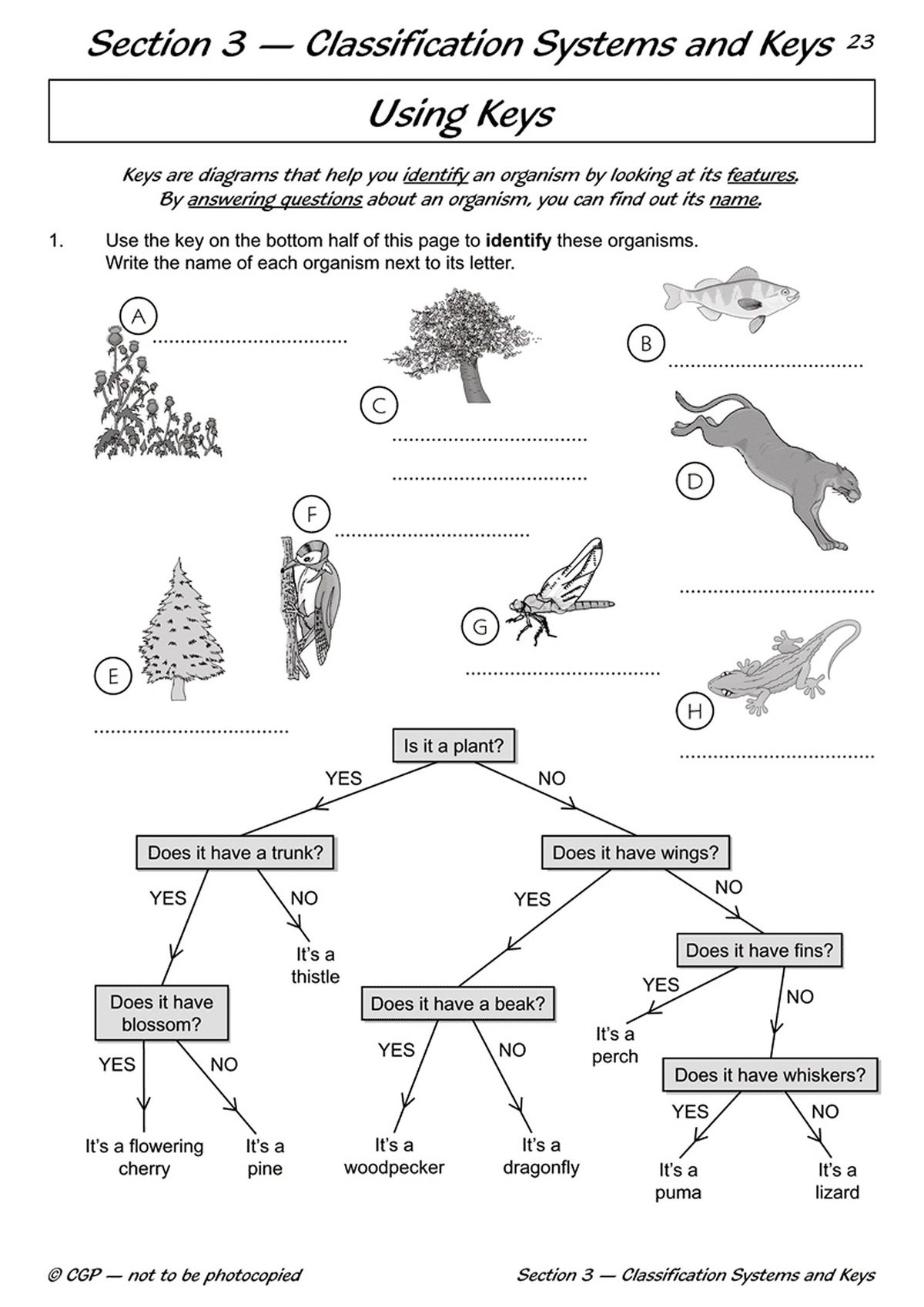 Using keys exercise with animals and a classification flowchart