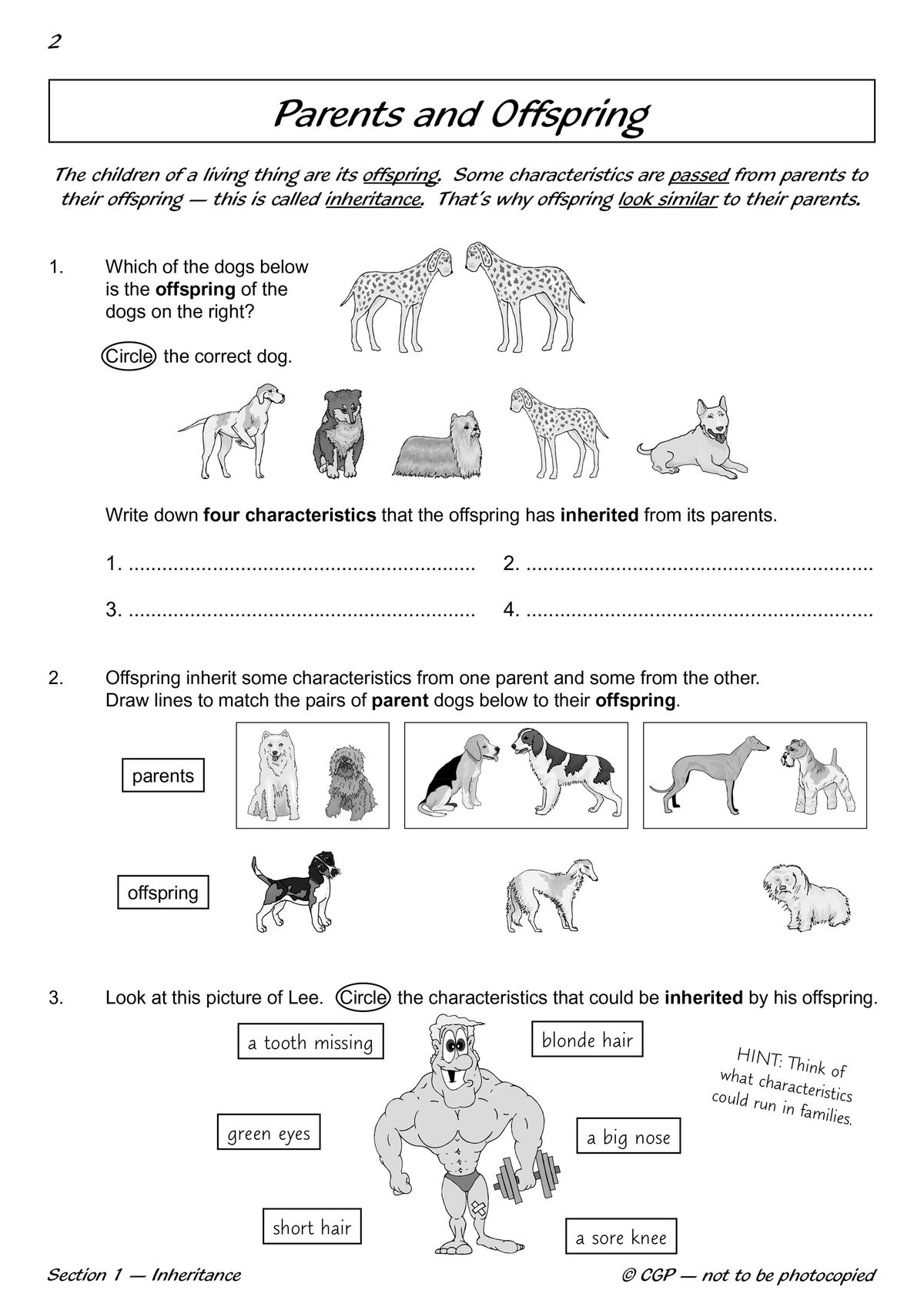 Year 6 Science Workout Evolution and Inheritance page showing questions about inherited characteristics and offspring